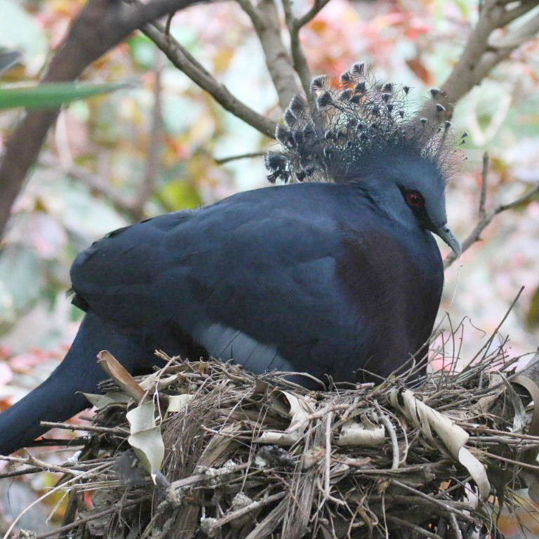 Victoria Crowned Pigeon on nest