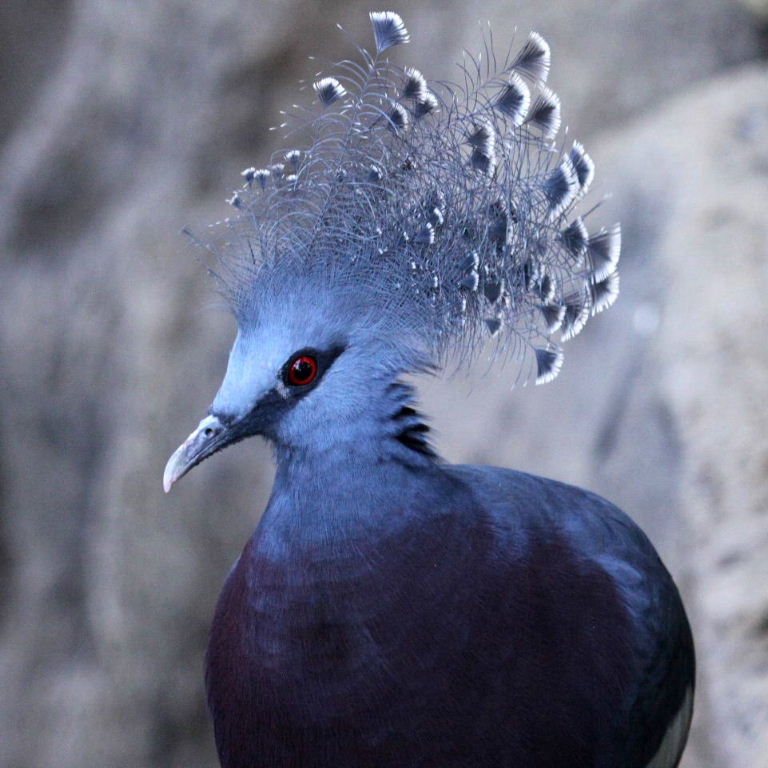 Victoria Crowned Pigeon