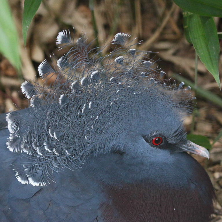 Victoria Crowned Pigeon