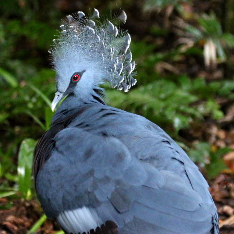 Victoria Crowned Pigeon