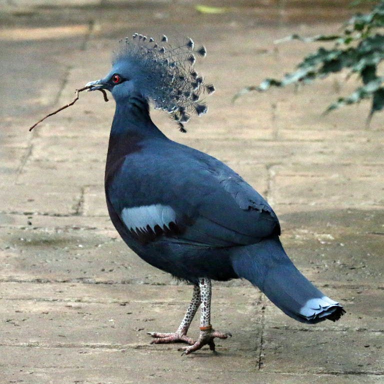 Victoria Crowned Pigeon