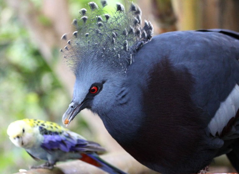 Victoria Crowned Pigeon