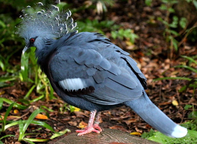 Victoria Crowned Pigeon