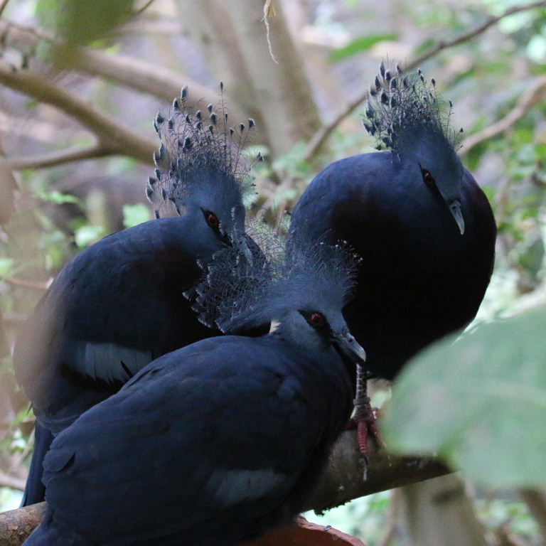 Victoria Crowned Pigeon