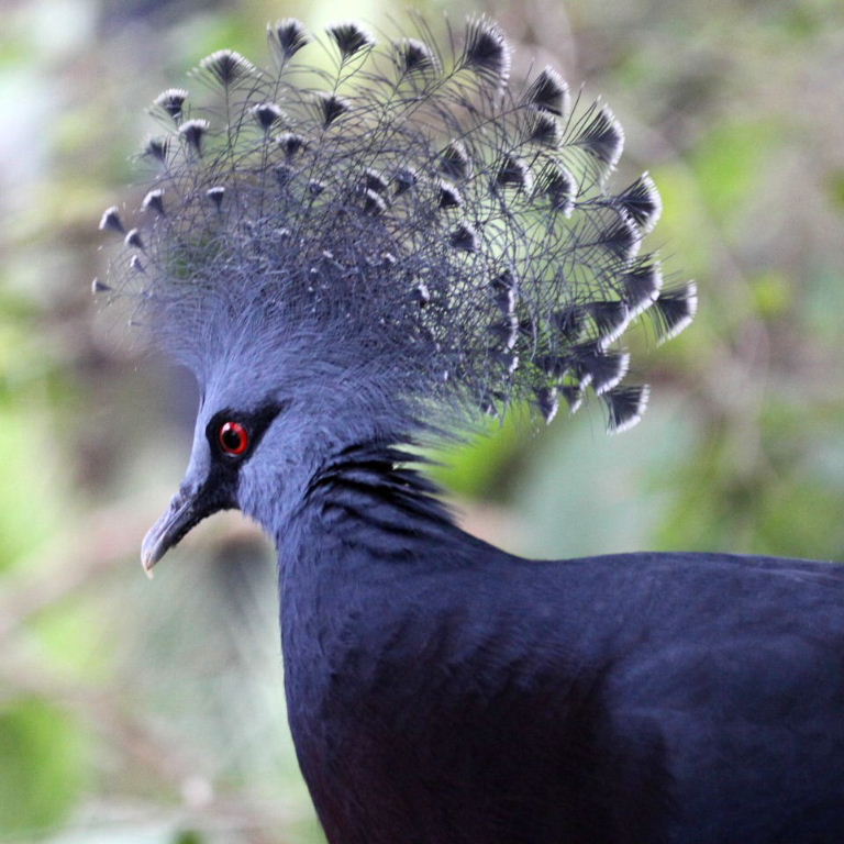 Victoria Crowned Pigeon