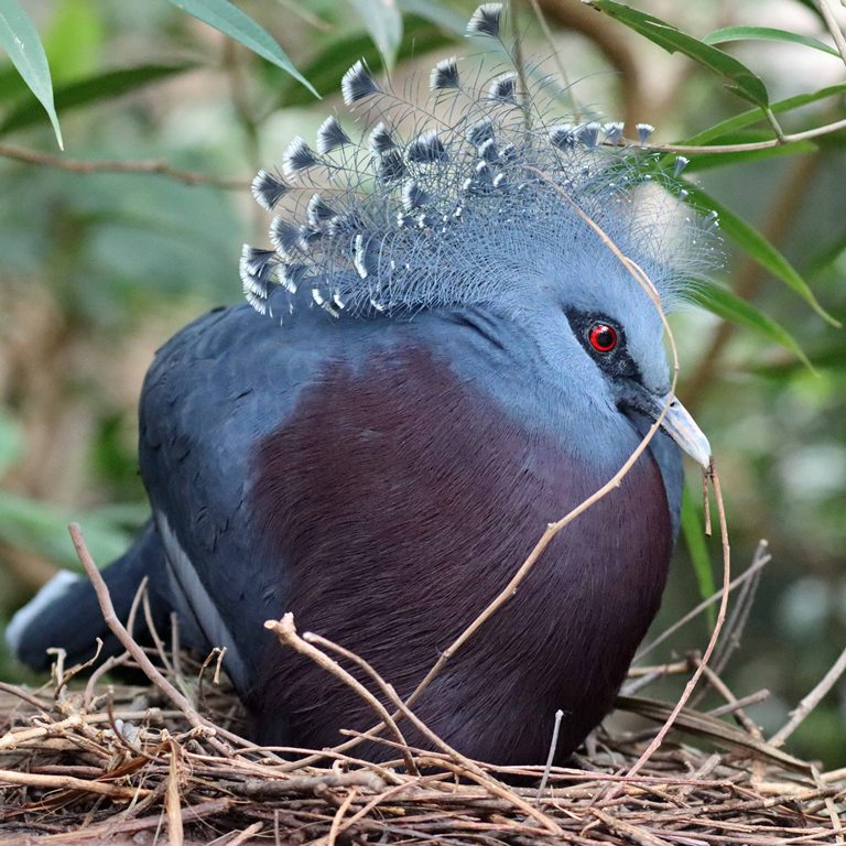 Victoria Crowned Pigeon