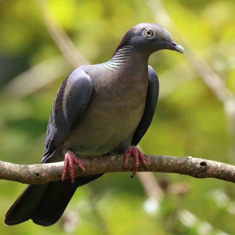 White-crowned Pigeon