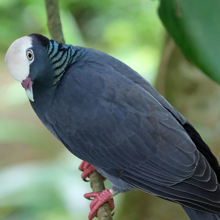 White-crowned Pigeon