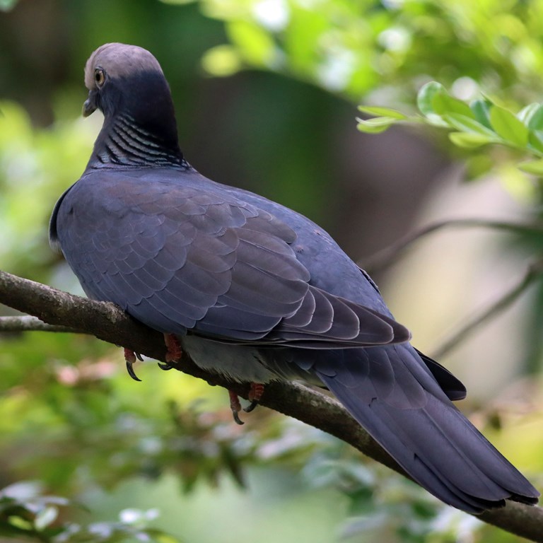 White-crowned Pigeon female