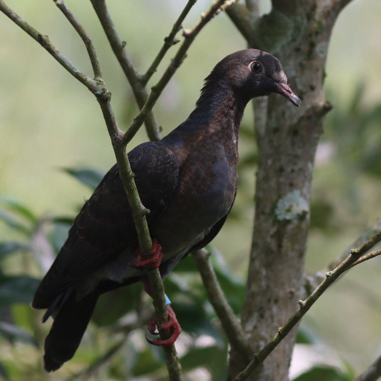 juvenile White-crowned Pigeon