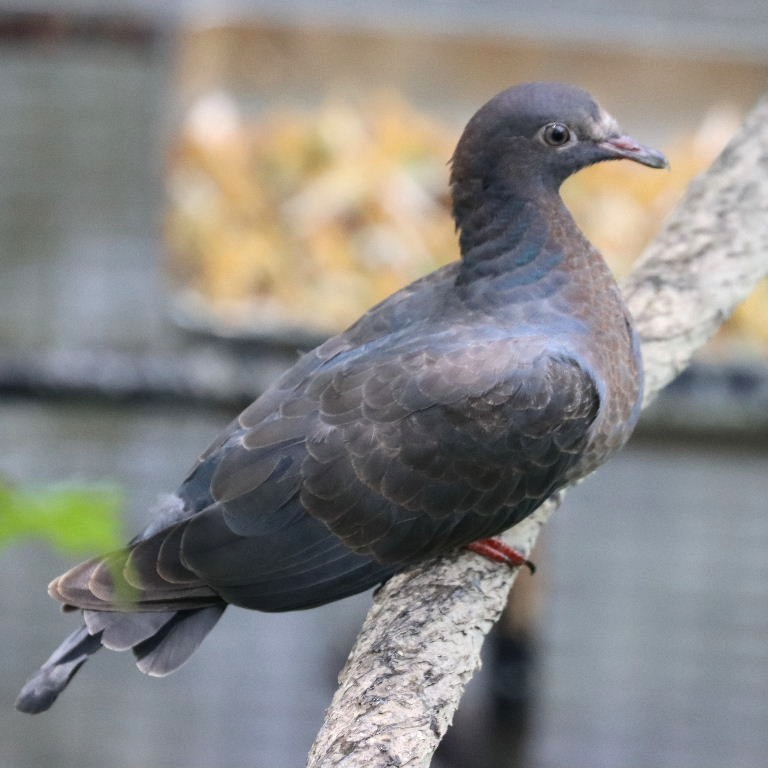 juvenile White-crowned Pigeon