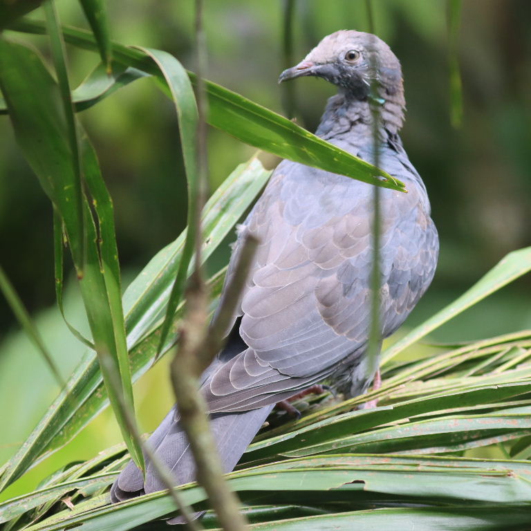juvenile White-crowned Pigeon