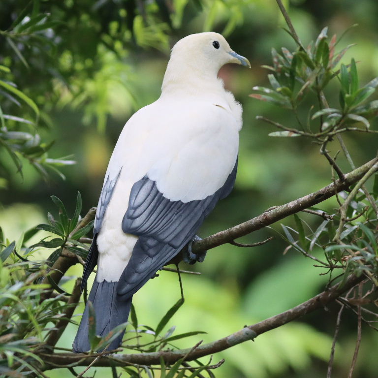 White Imperial Pigeon