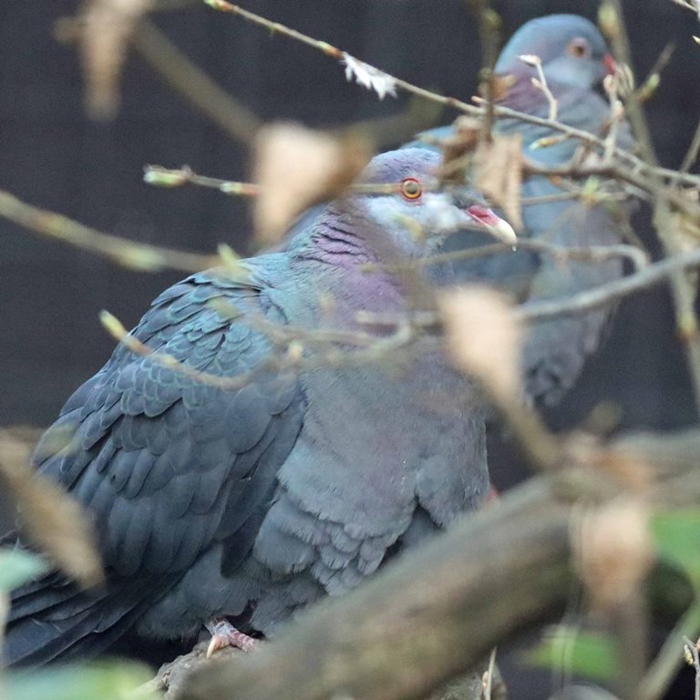 Philippine Metallic Pigeon