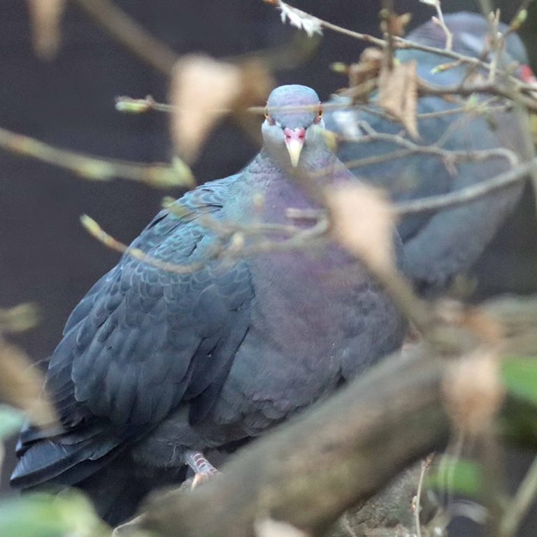 Philippine Metallic Pigeon