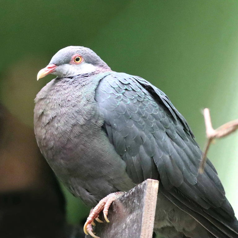 Philippine Metallic Pigeon
