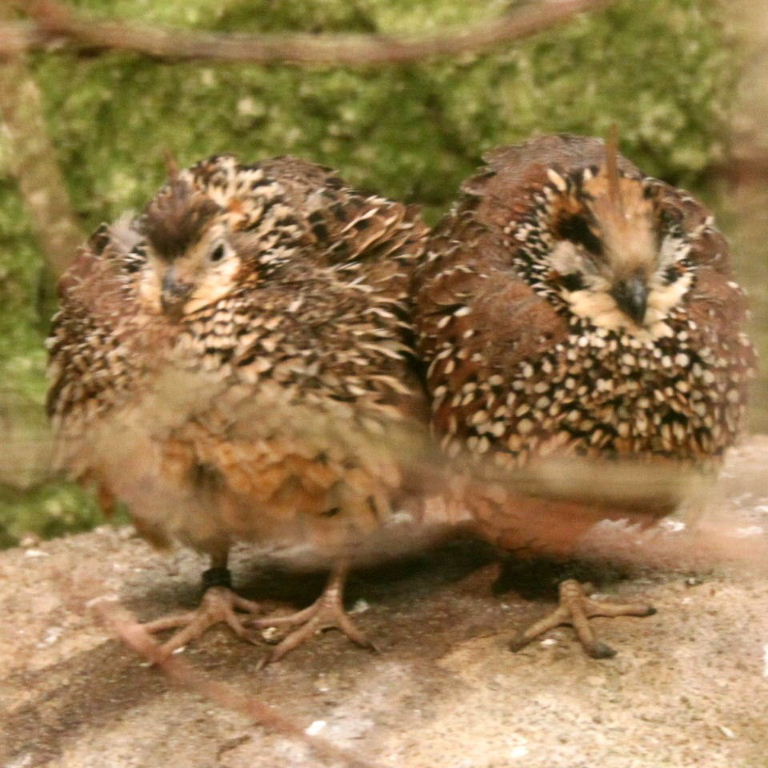 Crested Bobwhite Quails