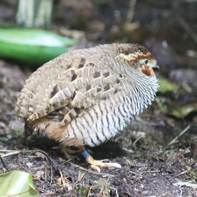 Jungle Bush-quail