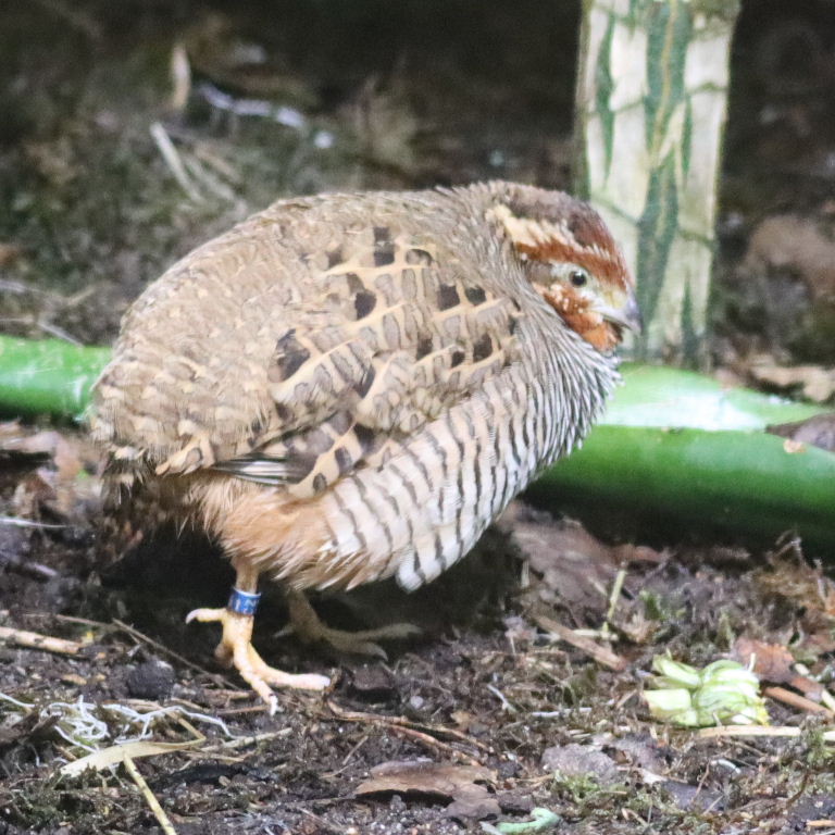 Jungle Bush-quail