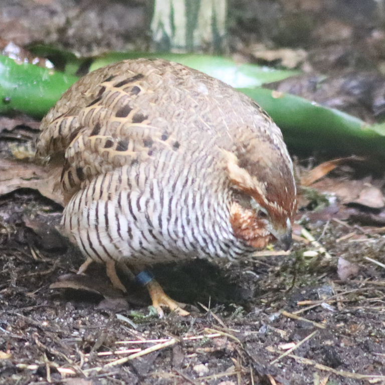 Jungle Bush-quail