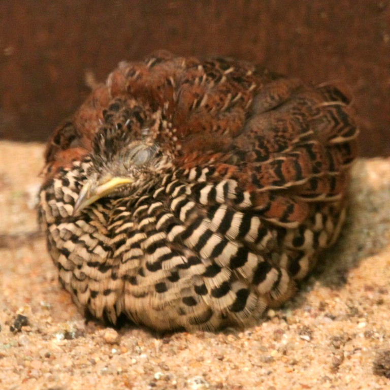 Barred Buttonquail