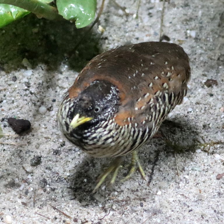 Barred Buttonquail
