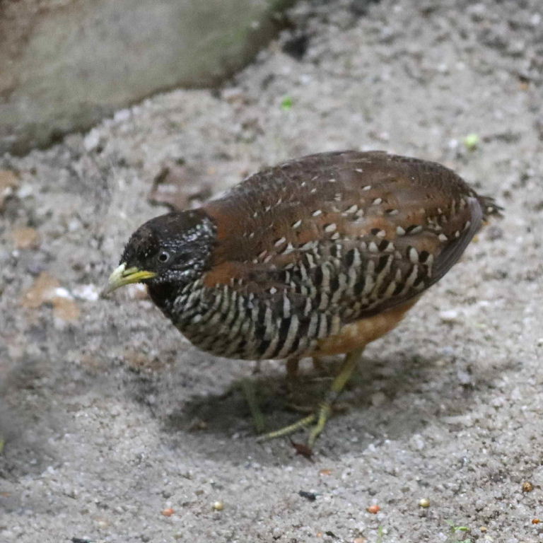 Barred Buttonquail