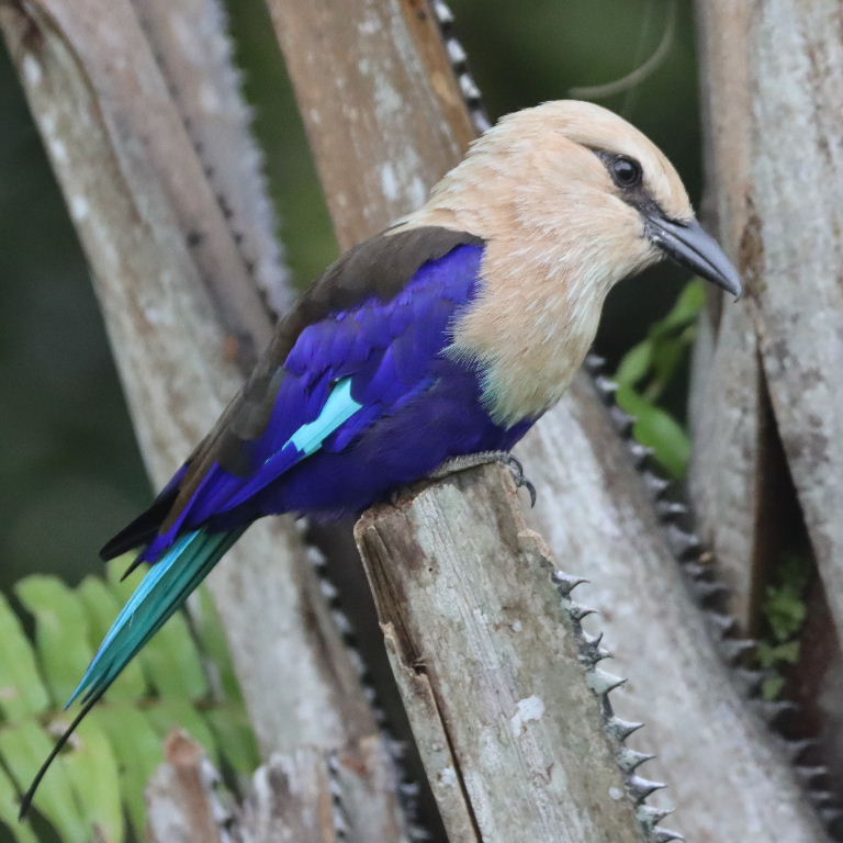Blue-bellied Roller