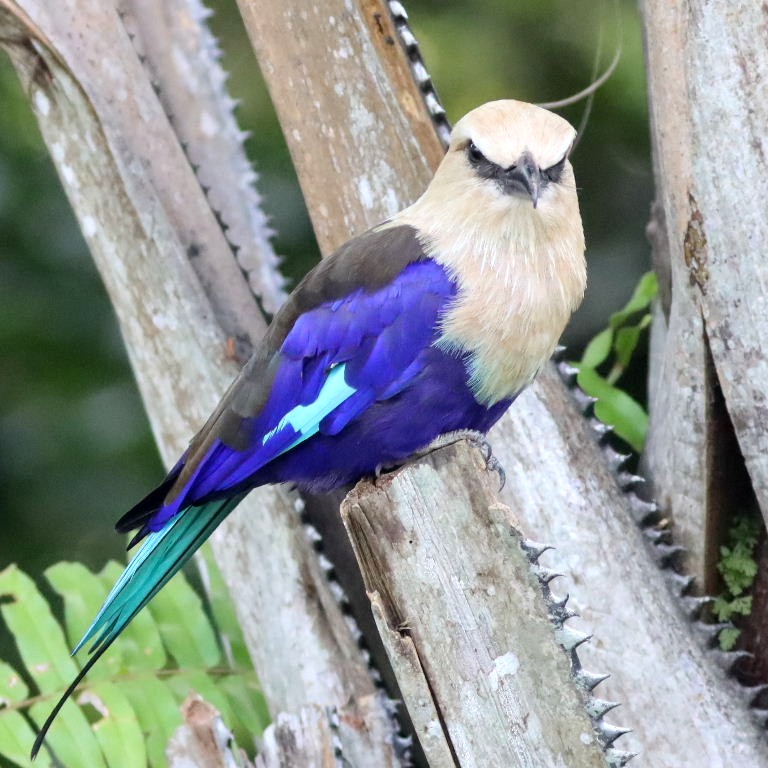 Blue-bellied Roller