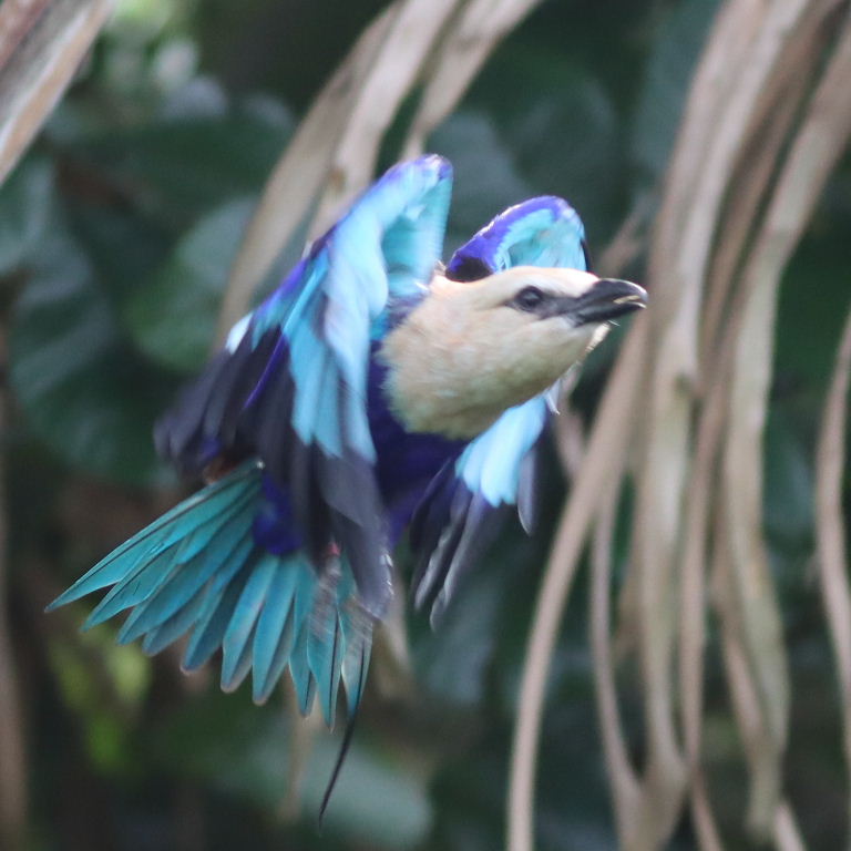 Blue-bellied Roller in flight