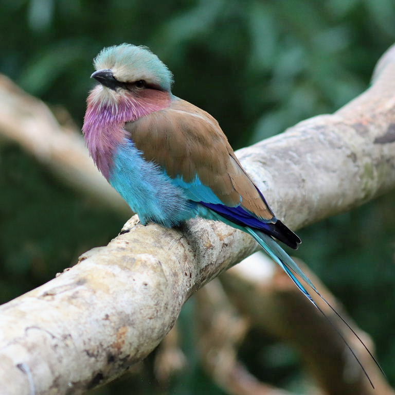 Lilac-breasted Roller