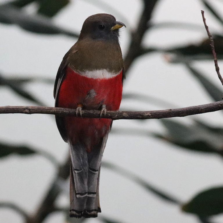 Collared Trogon female