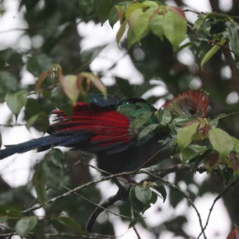 Red-crested Turaco
