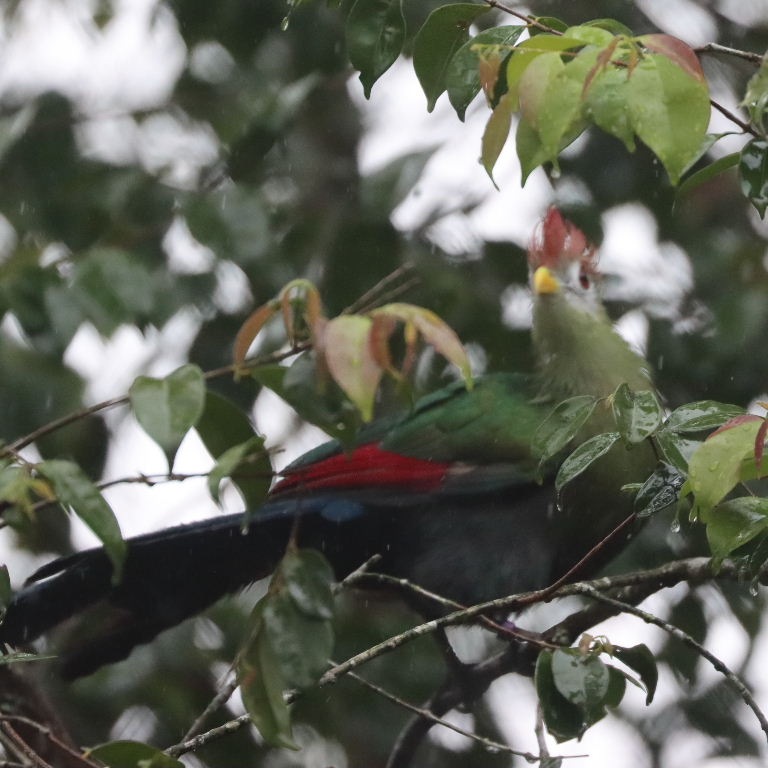 Red-crested Turaco