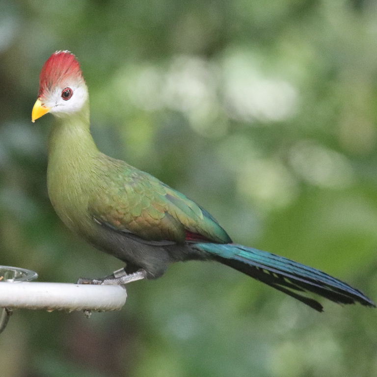 Red-crested Turaco
