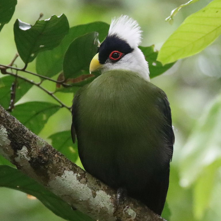 White-crested Turaco