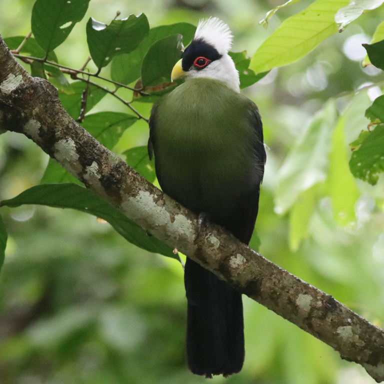 White-crested Turaco