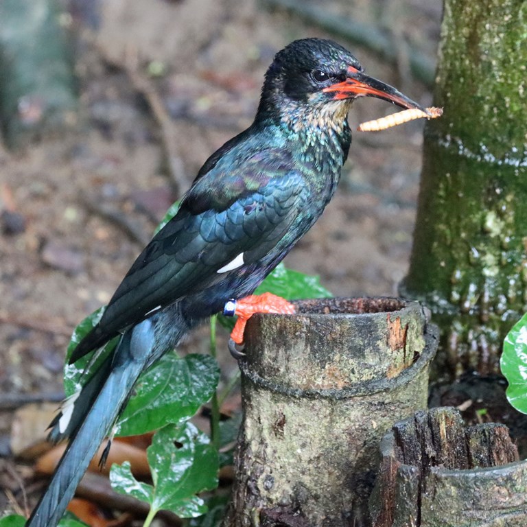 Green Wood Hoopoe