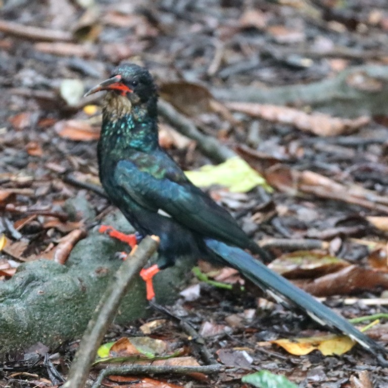 Green Wood Hoopoe