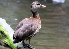 Spotted Whistling Duck