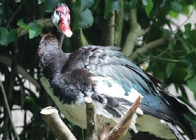 Spur-winged Goose