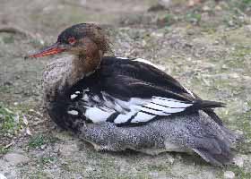 Red-breasted Merganser