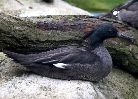 Brazilian Merganser