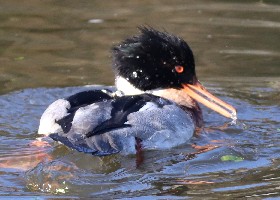 Red-breasted Merganser
