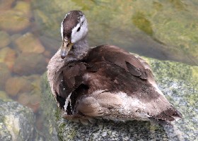 Cotton Pygmy Goose