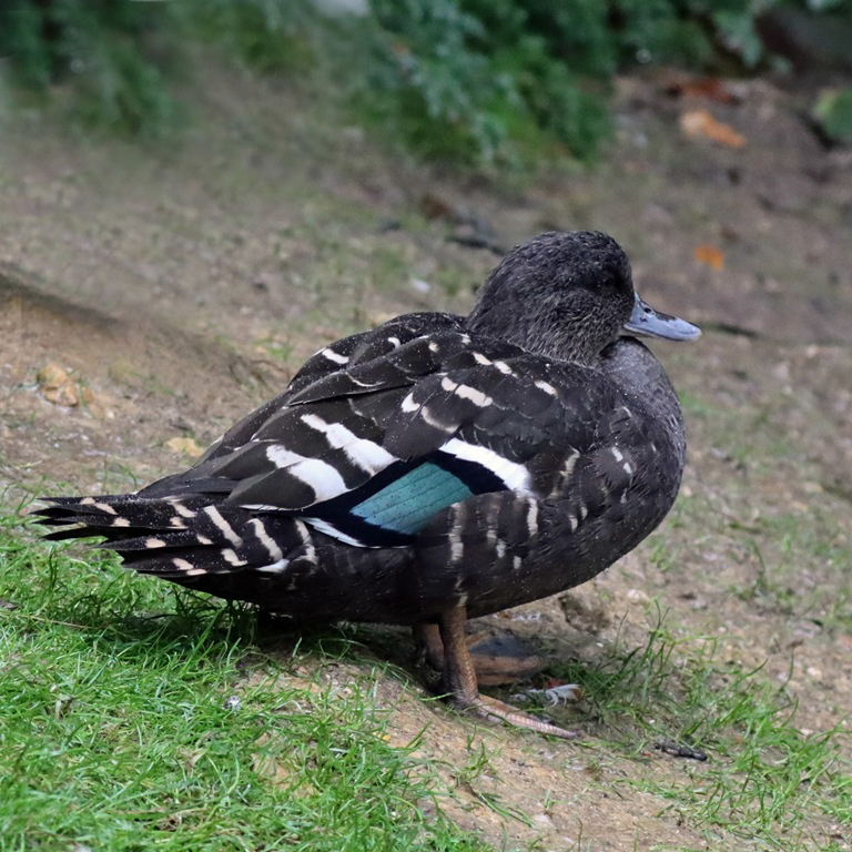 African Black Duck