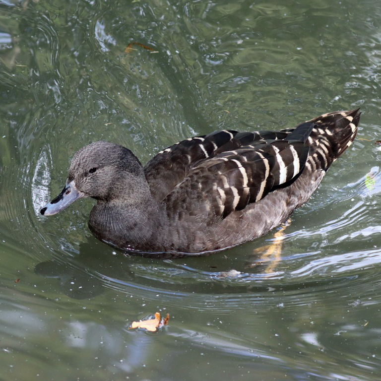 African Black Duck