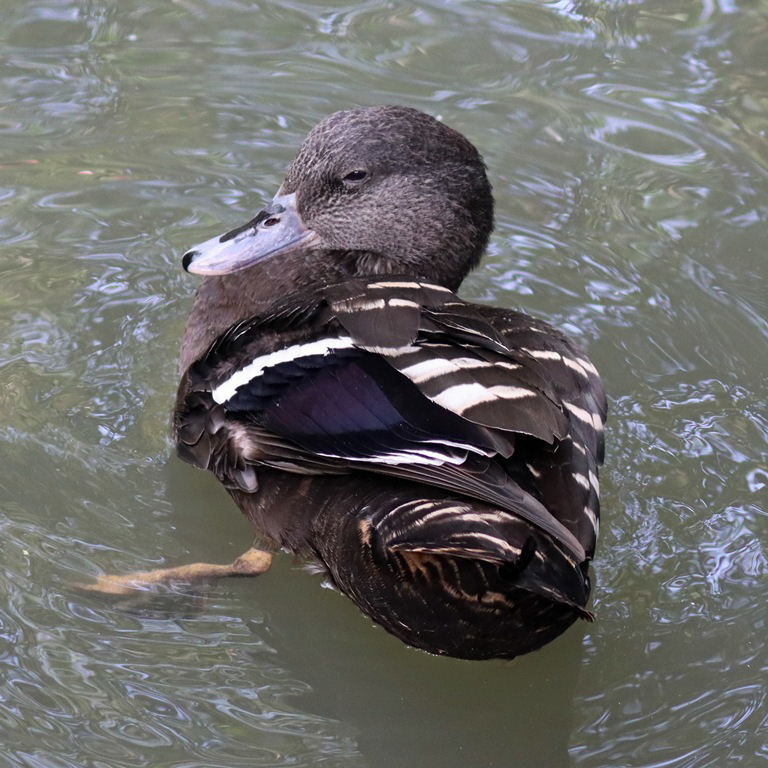 African Black Duck