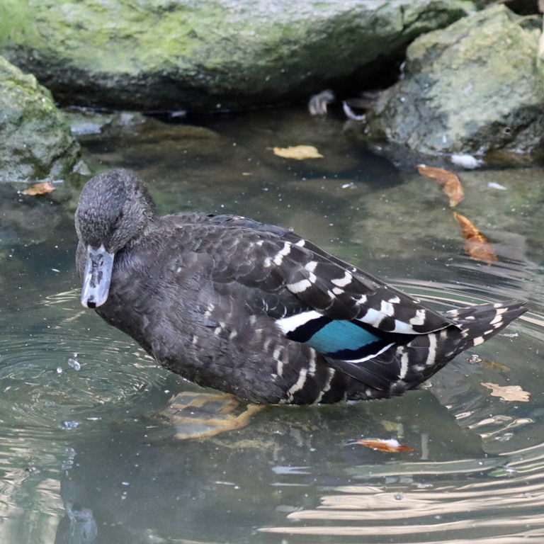 African Black Duck