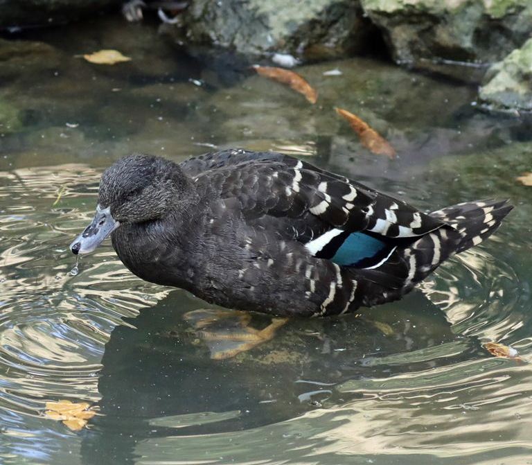 African Black Duck